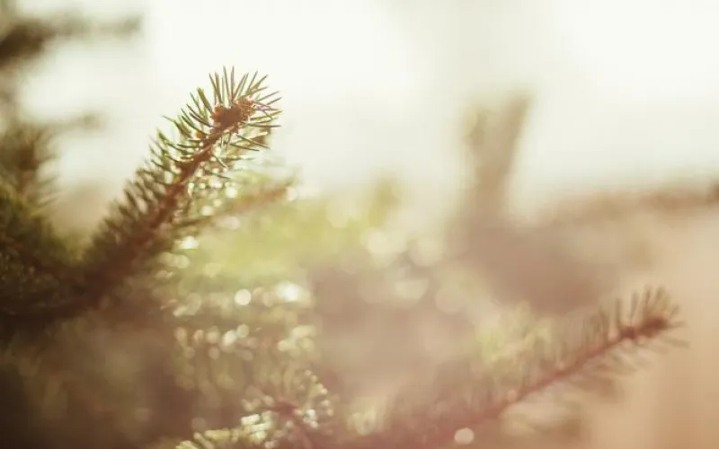 Бесплатные саженцы будут раздавать в Барнауле