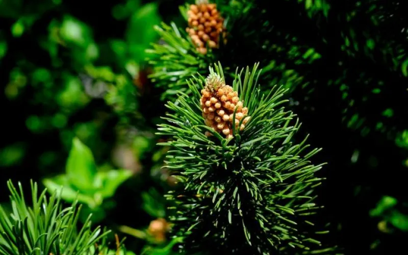 Более 1 600 гектаров молодого леса высадят в Алтайском крае