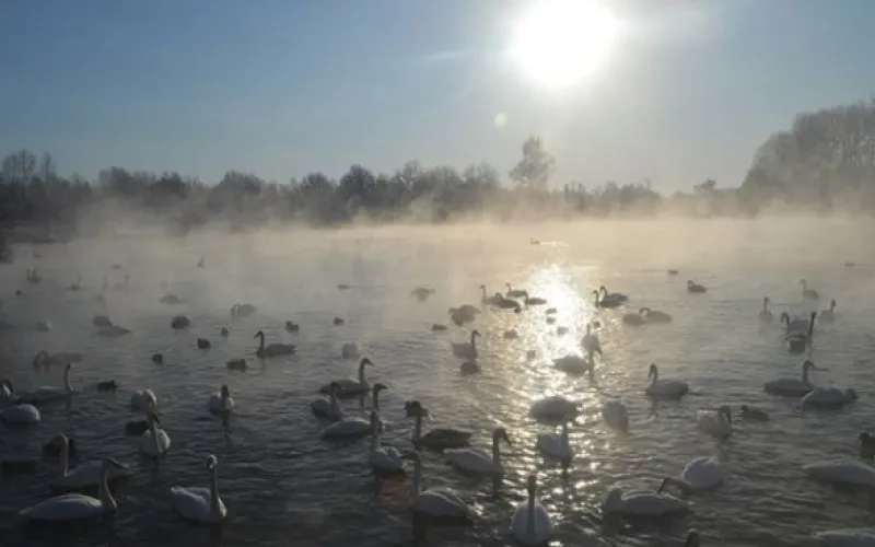 Мороз не помеха: жители Алтайского края любуются на лебедей на озере Светлое 