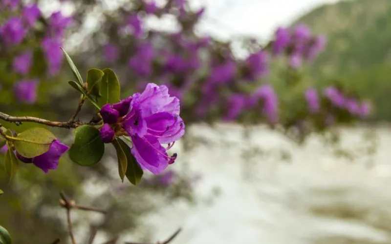 Гостям праздника «Цветение маральника» представят необычные сувениры