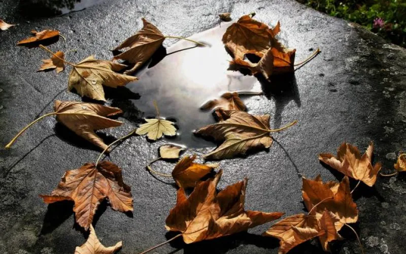 Местами в восточных районах дождь: о погоде в Алтайском крае 3 октября