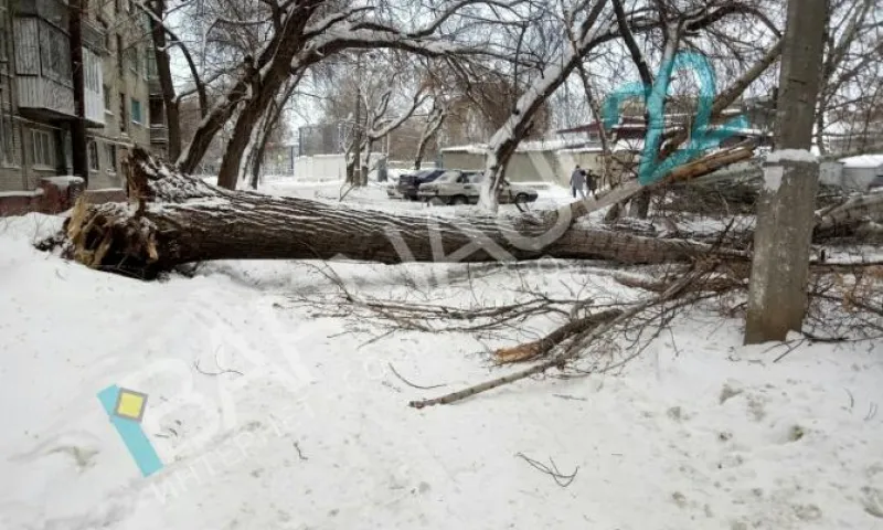 Огромный тополь помял автомобиль в Барнауле