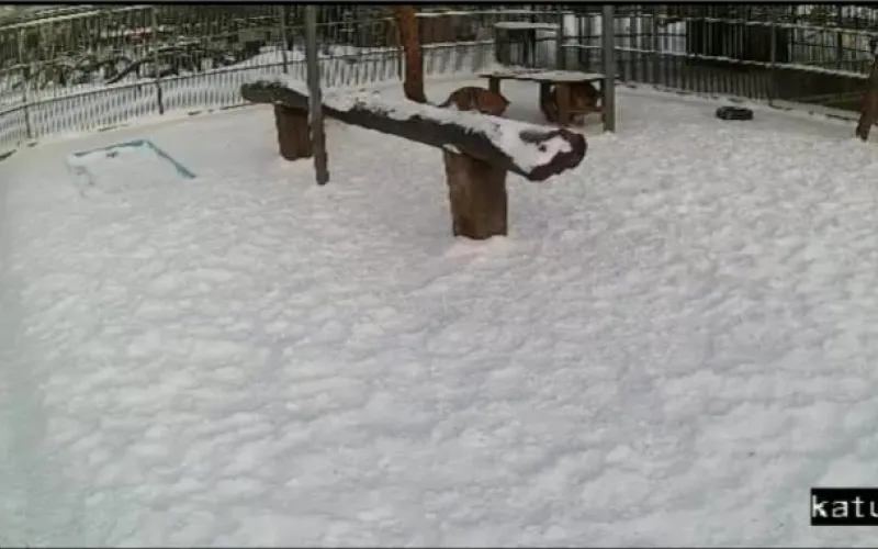 Веб-камеры К24: завтракаем с тиграми в барнаульском зоопарке 