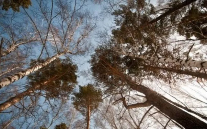 Антициклон в действии: о погоде в Алтайском крае 3 марта