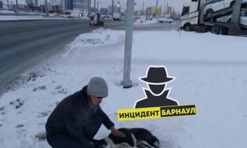 Очевидцы ведут поиски хозяина сбитой в Барнауле собаки