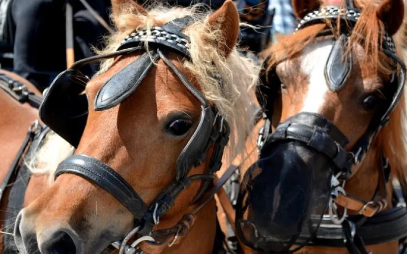 Конкурс конных повозок организовали в Алтайском крае