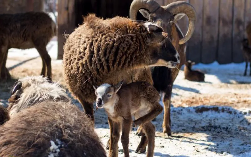 Ягнята родились в барнаульском зоопарке 