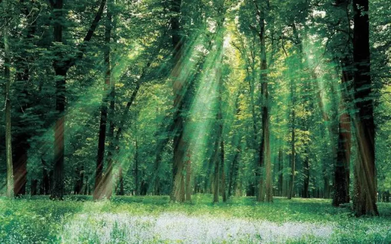 Минприроды поздравило работников леса Алтайского края с профессиональным праздником