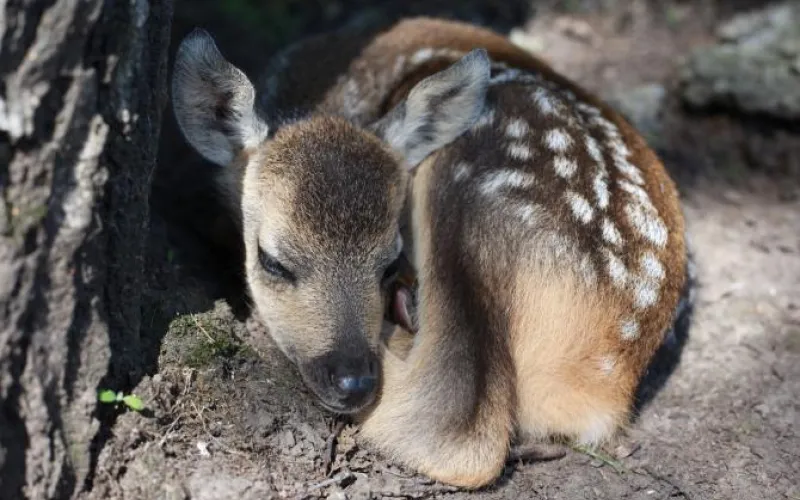 Косули родились в барнаульском зоопарке 