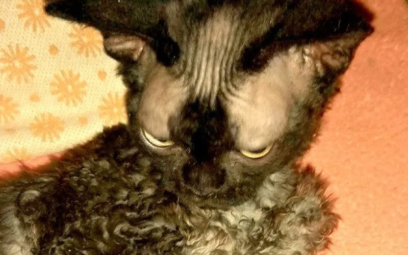 Кудрявого котёнка предлагают барнаульцам за 55 тысяч рублей 