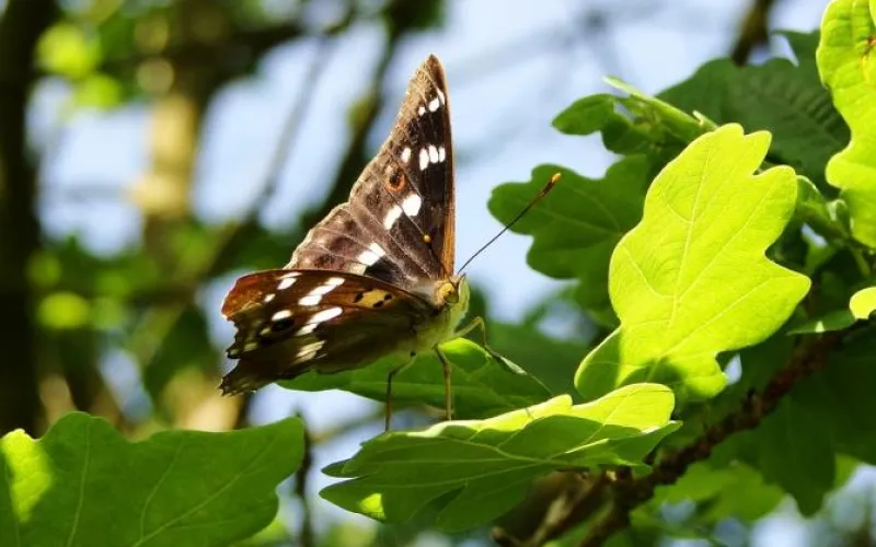 Настоящее лето: до +33 потеплеет в Алтайском крае