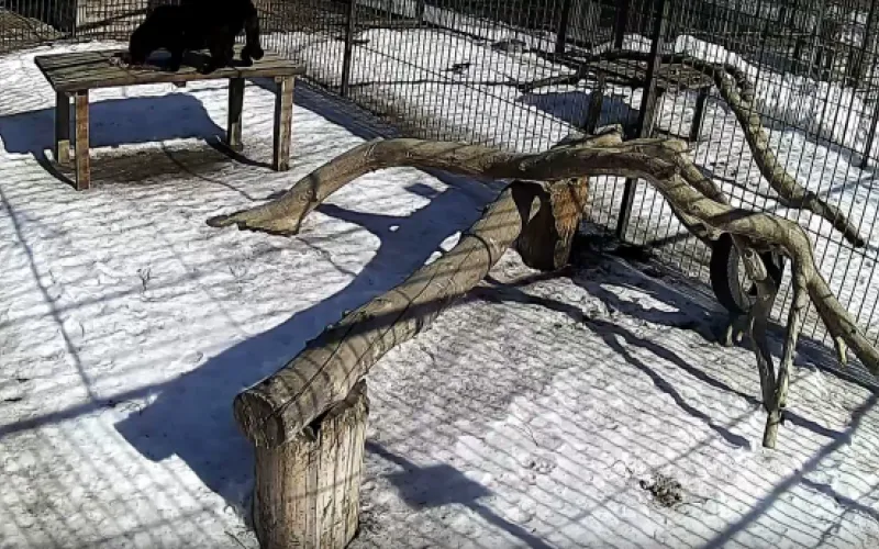 Веб-камеры К24: леопард Елисей обедает