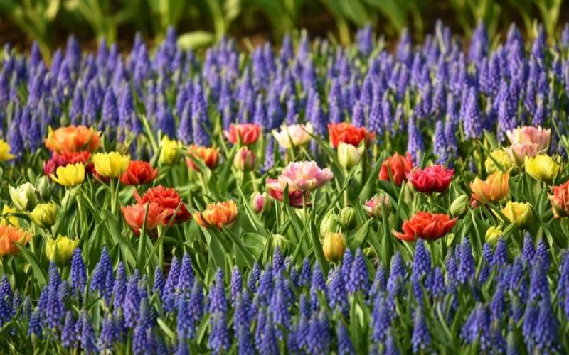 Сквер за 3 млн рублей благоустроят в Алтайском крае