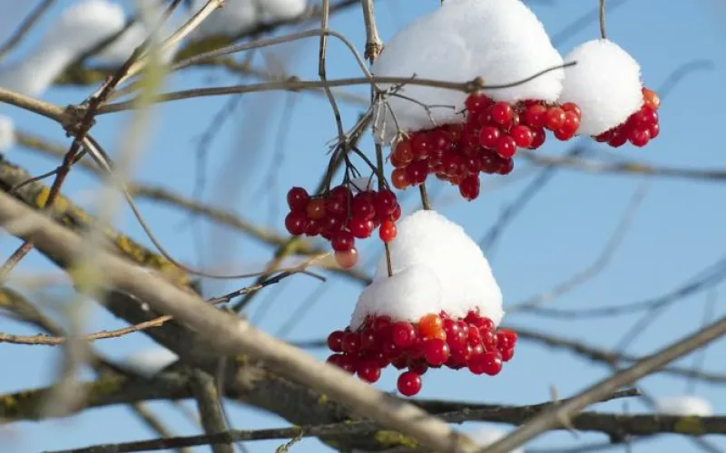 Первый снег и похолодание: о погоде в Алтайском крае 14 октября