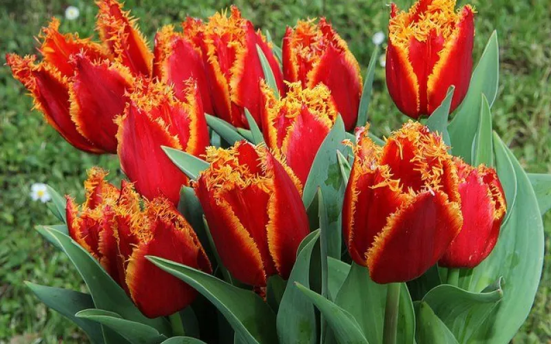 Уникальные алтайские тюльпаны представят в Санкт-Петербурге