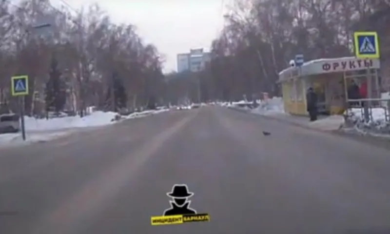 Видео: голубь переходит дорогу по зебре в Барнауле