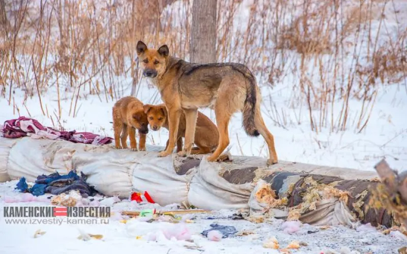 Бродячие собаки стали селиться на теплотрассах Камня-на-Оби