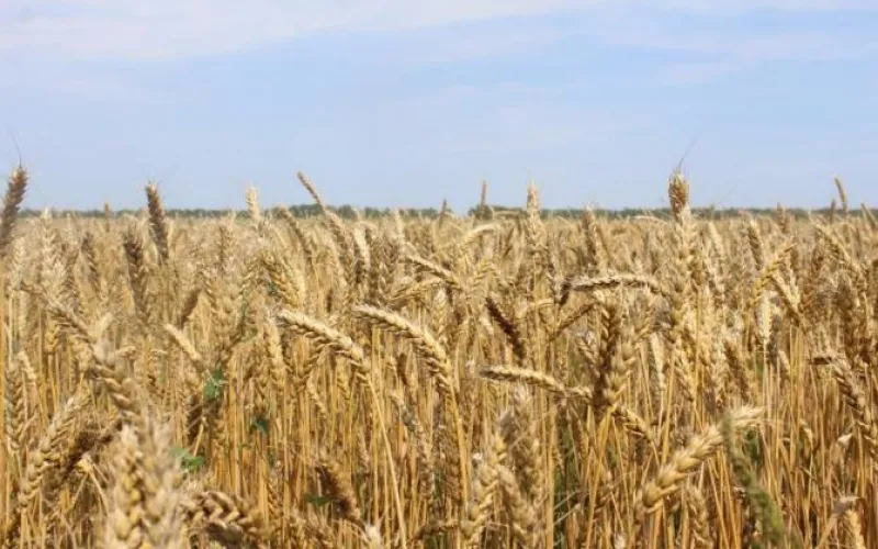 Сельхозорганизации Алтайского края нарастили объемы реализации продукции