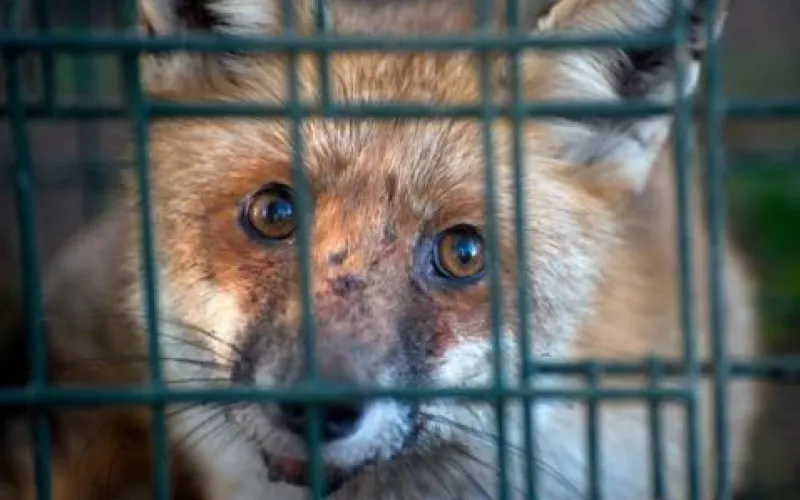 Притравливать животных могут запретить в России 