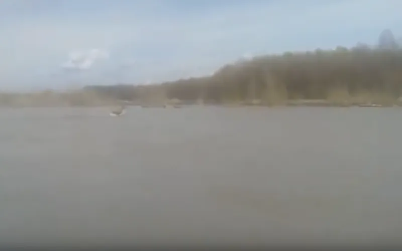 Лось переплыл Обь