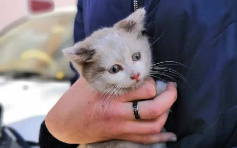 Студенты Новоалтайского художественного училища спасли котёнка 