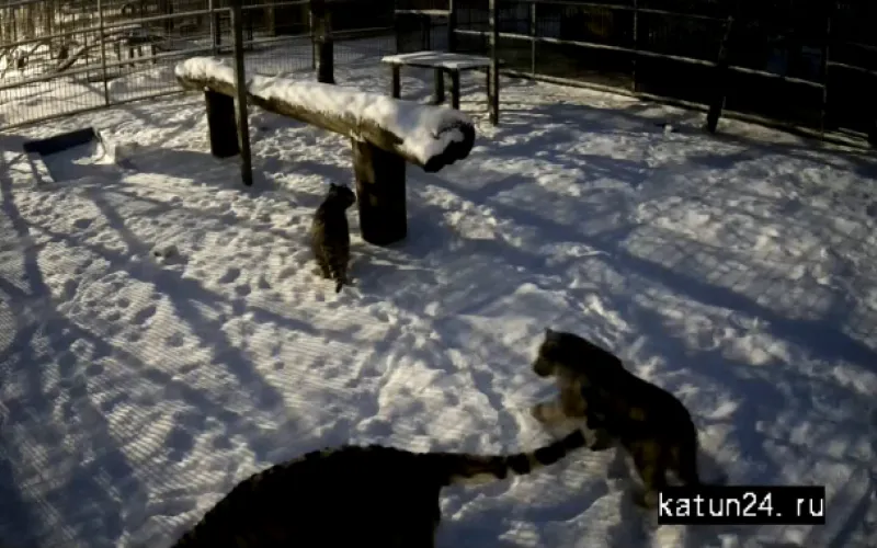 Веб-камеры К24: смотрим на утреннюю прогулку тигрят в барнаульском зоопарке