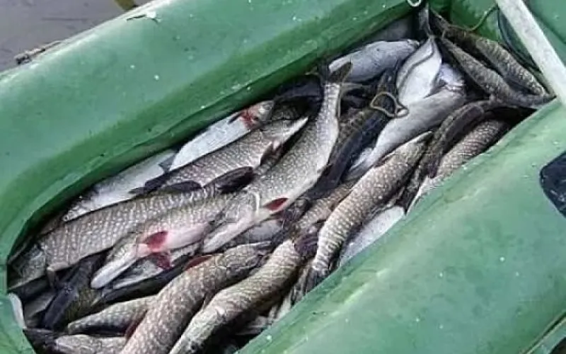 Браконьера накажут за ловлю рыбы в алтайском заказнике