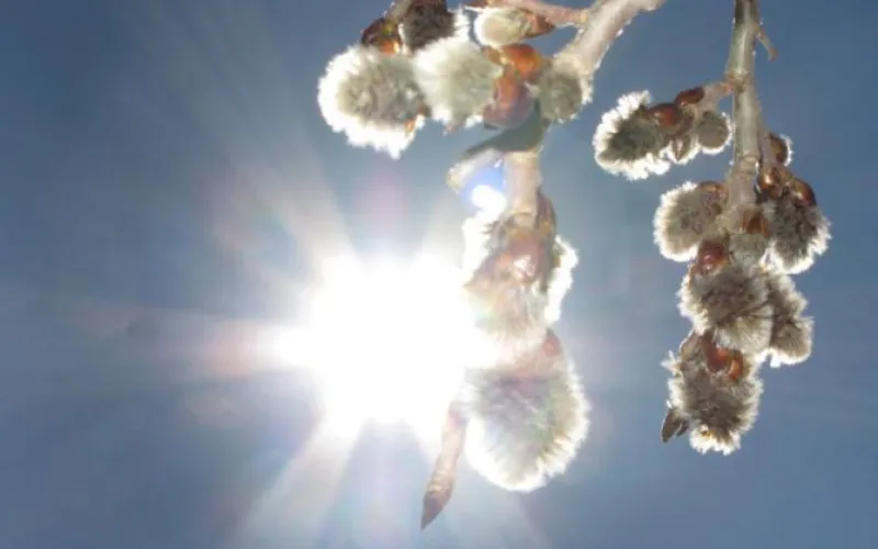 Почти +20: мощная волна тепла идет в Алтайский край