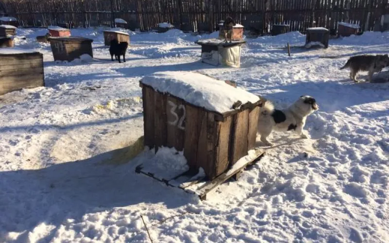 Собакам приюта «Ласка» в холода очень нужна ваша помощь