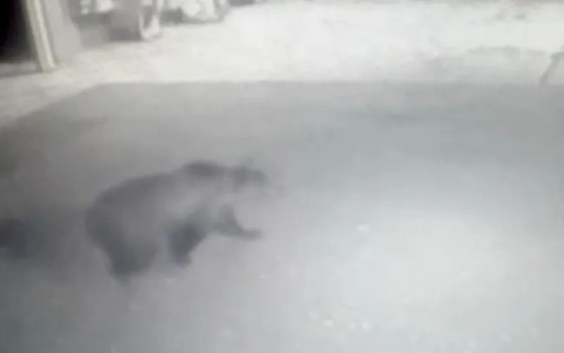 Медведь прогулялся по заправке и разворотил УАЗ на Алтае