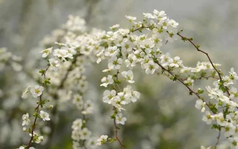 День весеннего равноденствия отпразднуют в Барнауле