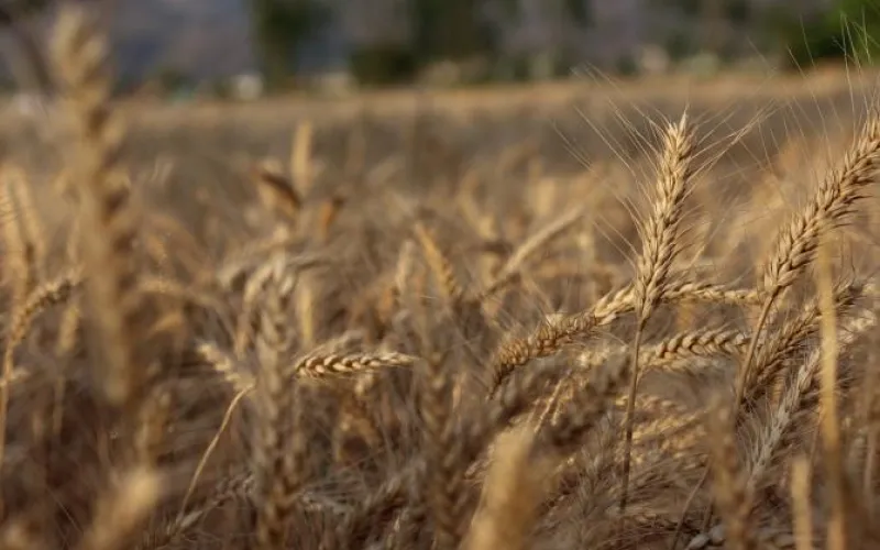 Объем сельхозпроизводства в Алтайском крае превысил 150 млн рублей в 2017 году