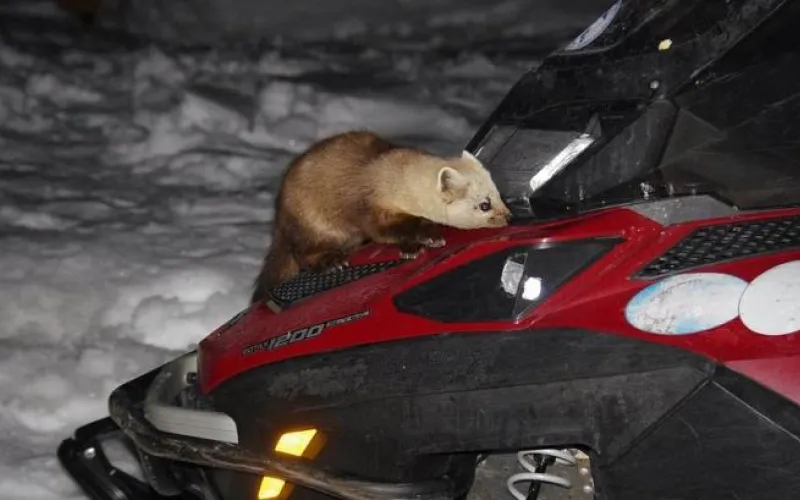 Приём заявлений о выдаче охотничьих разрешений на добычу соболя начался в Алтайском крае
