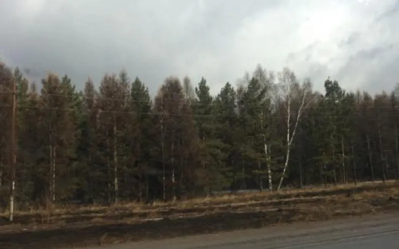 Дождь, снег и гололед: о погоде в Алтайском крае 11 апреля