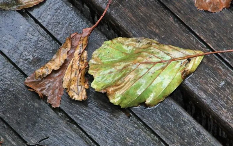 Штормовой ветер с дождем придёт в Алтайский край