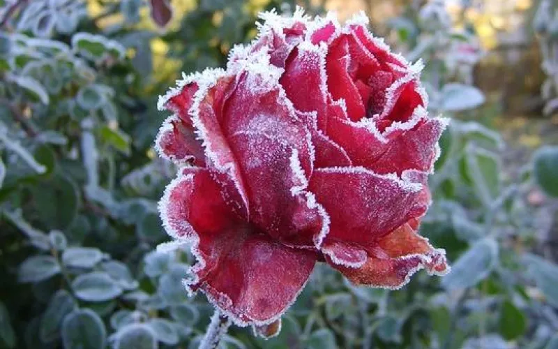 Сильные заморозки и снег придут в Алтайский край