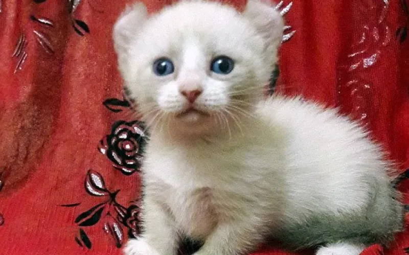 Котенок за 50 тысяч рублей продается в Барнауле