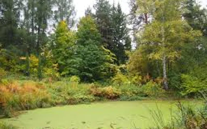 В НИИ садоводства Сибири им. Лисавенко сменился руководитель