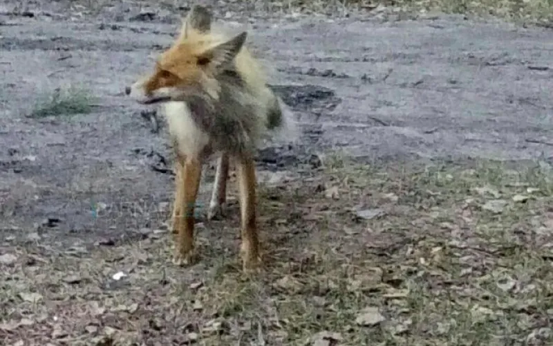 Лису заметили в Барнауле 