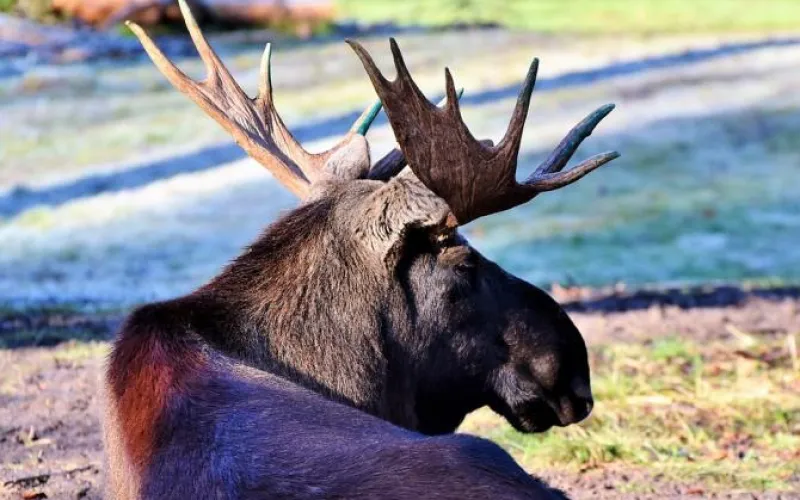 Лося сбили на алтайской трассе 