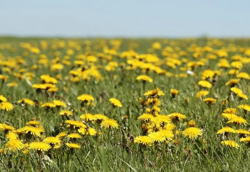 До +29: о погоде в Алтайском крае 14 июня