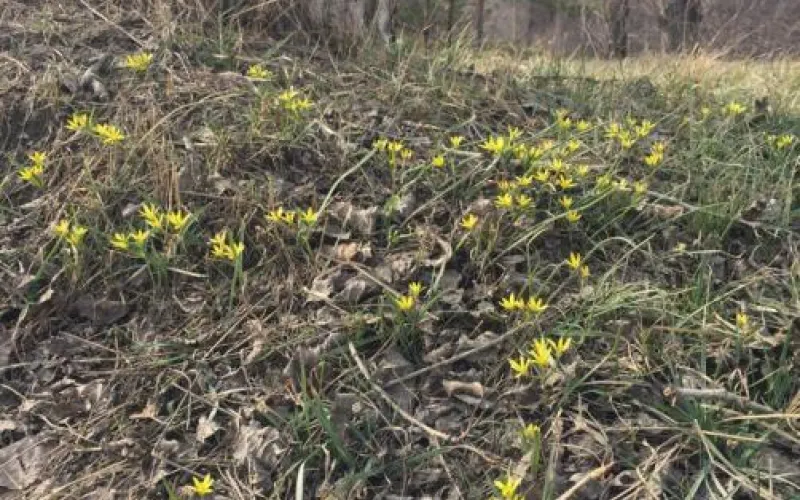 Первые весенние цветы появились в Барнауле