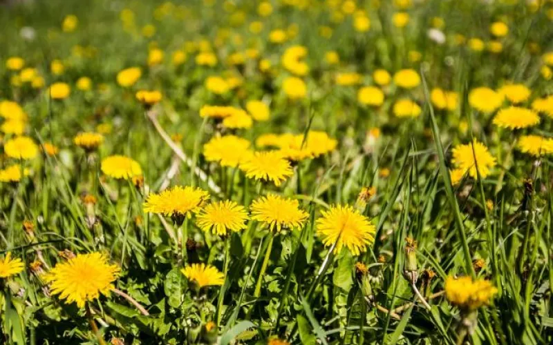 Составлен список самых полезных весенних продуктов