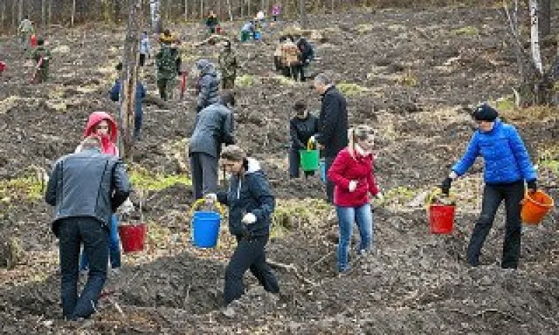 Более 1,7 миллиона сеянцев и саженцев высадили осенью в Алтайском крае