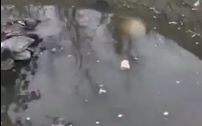 Мёртвых птиц заметили барнаульцы в фонтане 