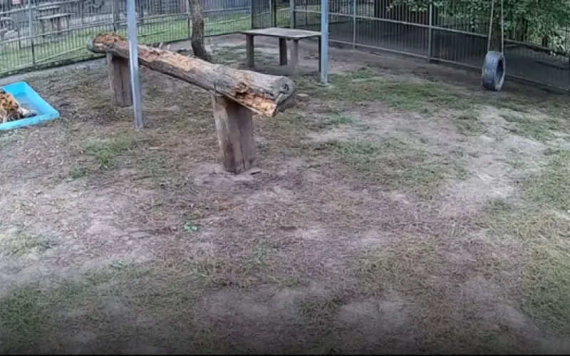 Веб-камеры К24: тигр принимает ванны в барнаульском зоопарке