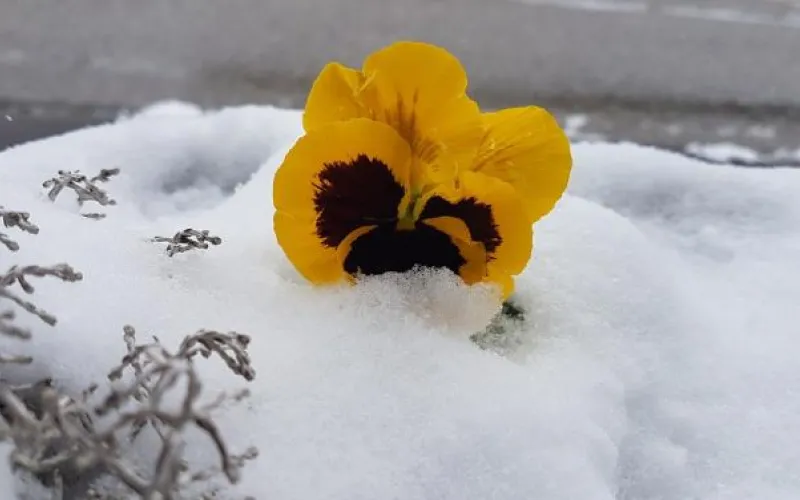 Снегопад накроет Алтайский край 6 мая