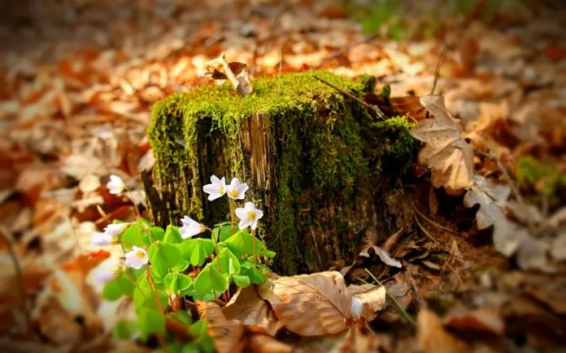 Озеленение улиц Барнаула обойдётся в 3,5 млн рублей