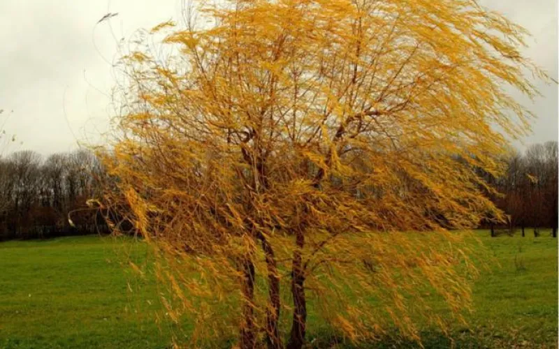 Бабье лето и штормовой ветер с дождем ожидает Алтайский край
