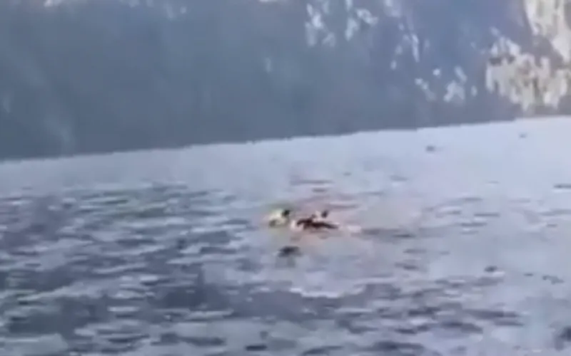 Видео: медведица с медвежатами переплывают Телецкое озеро